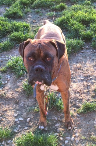 Boxer puppy dog for sale in New Sharon, Iowa