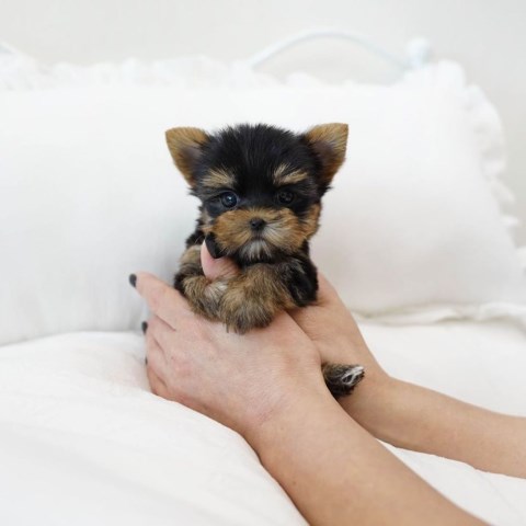 AKC Yorkshire Terrier (Yorkie) Puppies