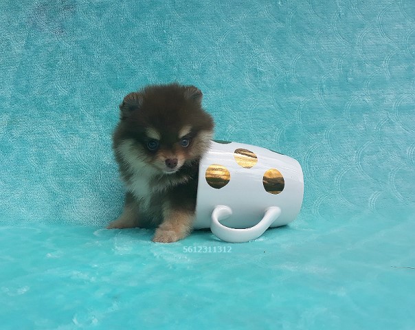 Pomeranian puppy for sale + 60834