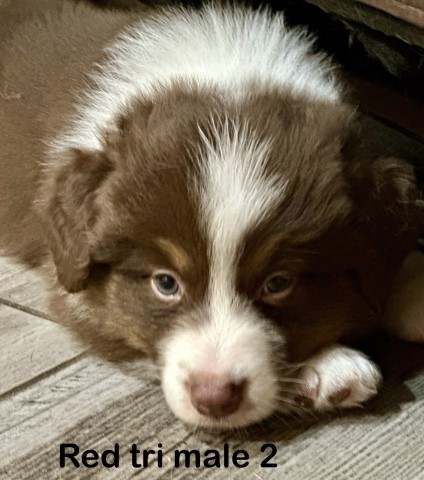 Miniature Australian Shepherd puppy for sale + 66327