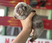 English Bulldog F, Lilac Tri MERLE genetic health tested CLEAR English Bulldog for sale/adoption