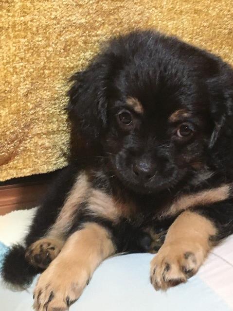 Teacup Morkie Puppies