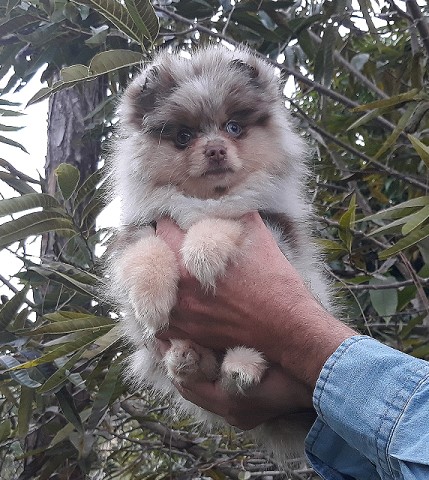 Exclusive Teddy Bear Rare Lilac Chocolate Merle Pomeranian Puppy Female, Great Coat