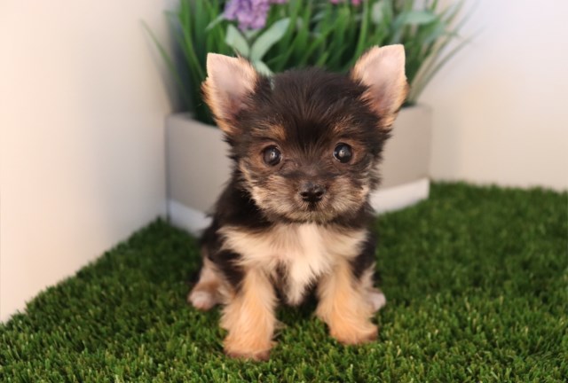 Yorkshire Terrier puppy dog for sale in Las Vegas, Nevada