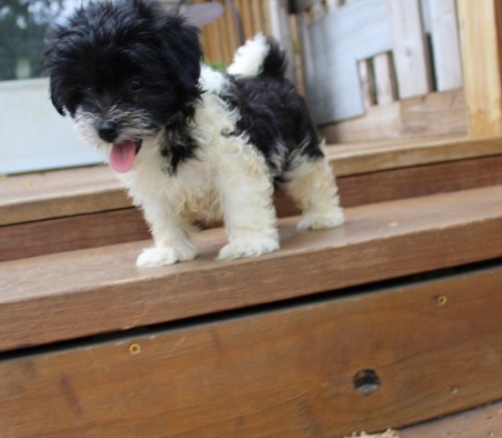 Trinket Female AKC Havanese small  and adorable!