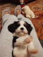 CHRISTMAS BABIES !!!!!!!!!!!!!!!!!!!!!!!!!!!!! Cavalier King Charles Spaniel for sale/adoption