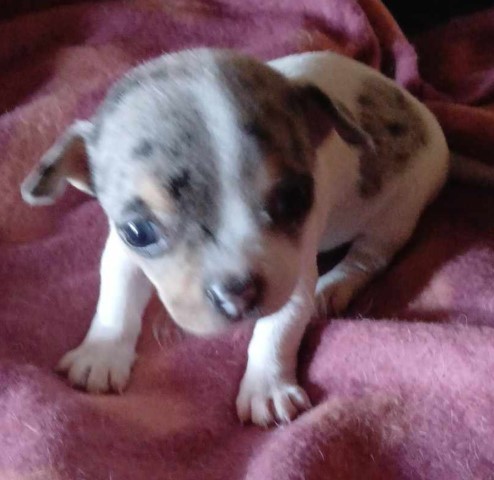Lavender Merle on White Chihuahua Female Puppy