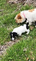 Shortie male for sale Jack Russell Terrier for sale/adoption