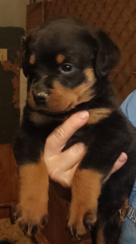 AKC Rottweiler Puppies