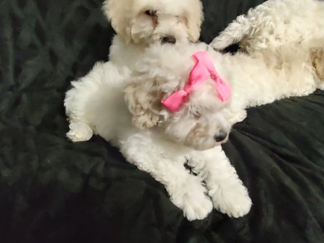 Beautiful Maltipoo puppies