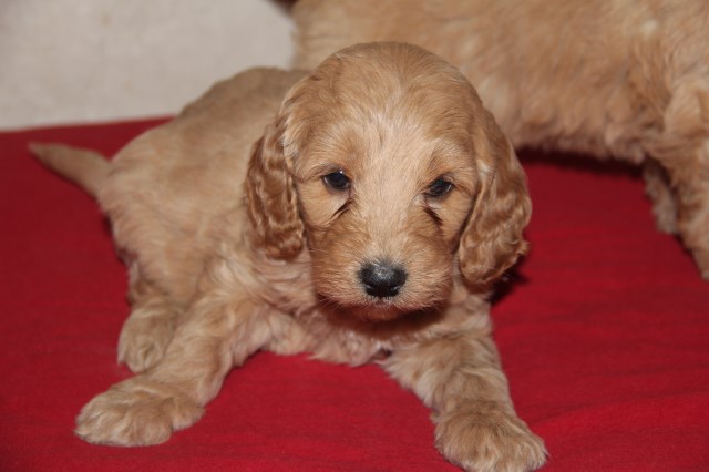 Goldendoodle puppy for sale + 51448