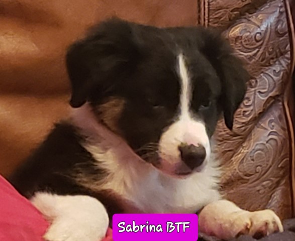 Australian Shepherd Dog puppy for sale + 61533
