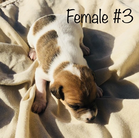 Jack Russell Terrier puppy for sale + 53963