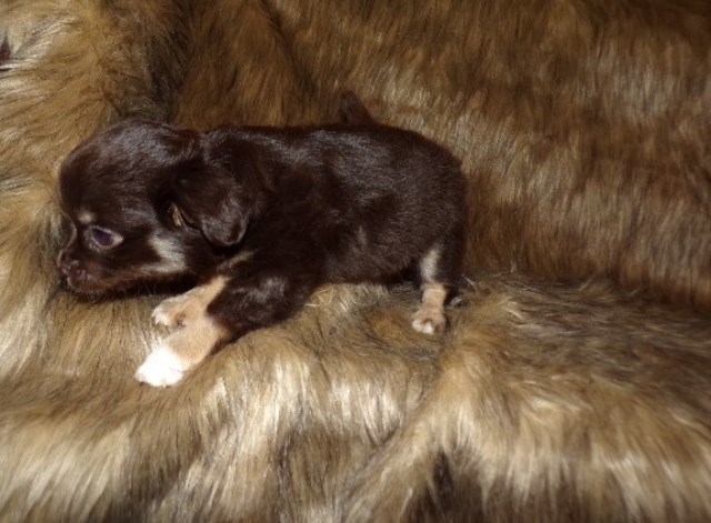 Chihuahua puppy for sale + 66561