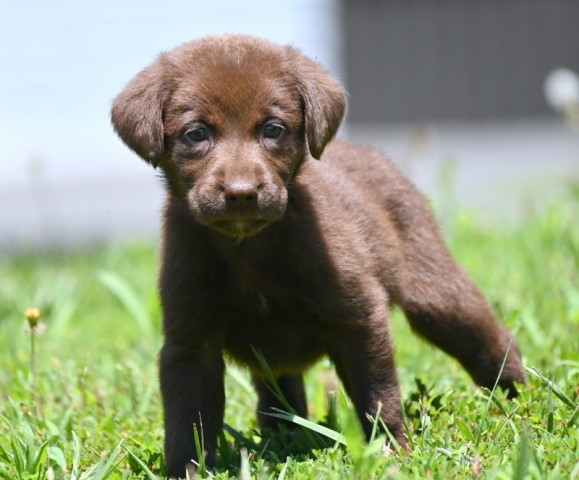 Labrador Retriever puppy for sale + 63535