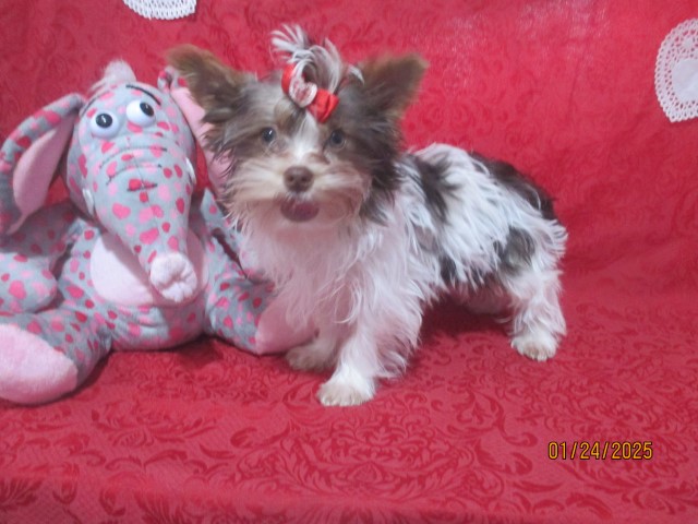 Yorkshire Terrier puppy for sale + 66276