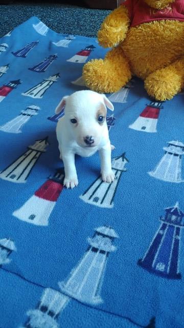 Jack Russell Terrier puppy for sale + 67279