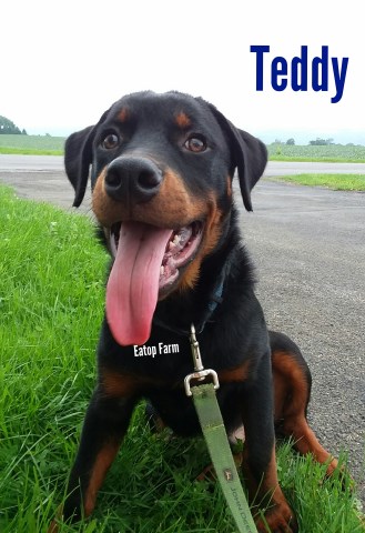 Adorable Rottweiler Puppy "Teddy"