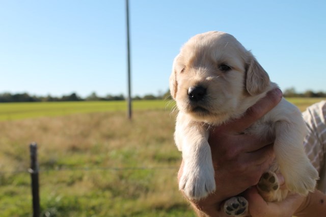 AKC Golden Retrievers