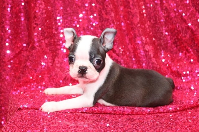 CKC Boston Terrier Puppies