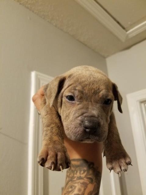 American Pit Bull Terrier puppy for sale + 54520