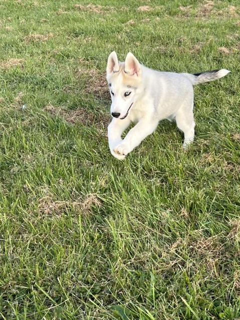 Ghost- AKC registered Siberian Pup