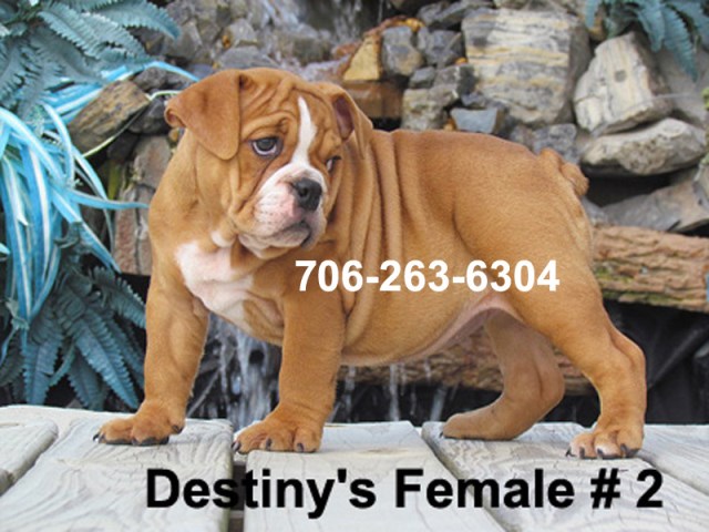 English Bulldog Puppies For Sale