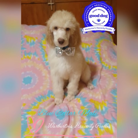 Poodle Standard puppy for sale + 64478