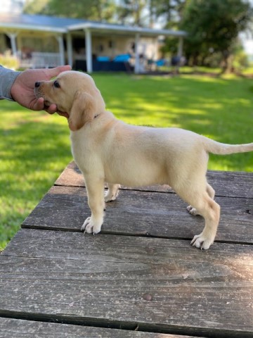 English Cream White Male Labrador Pup
