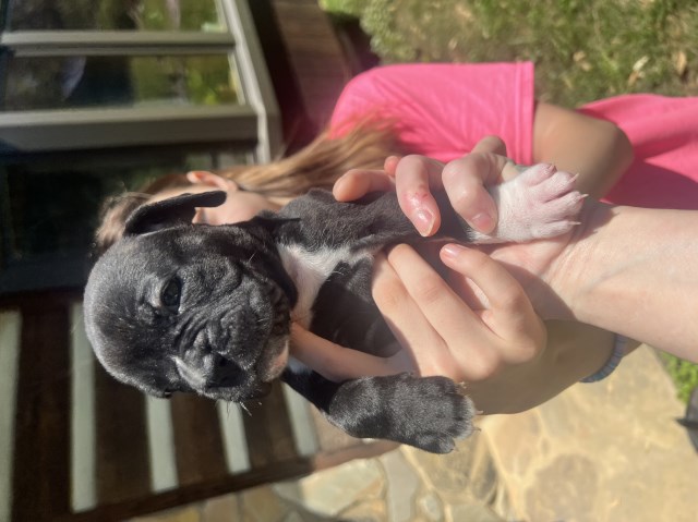 Boxer puppy for sale + 66520