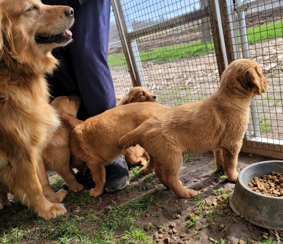 Golden Retriever puppy for sale + 63360