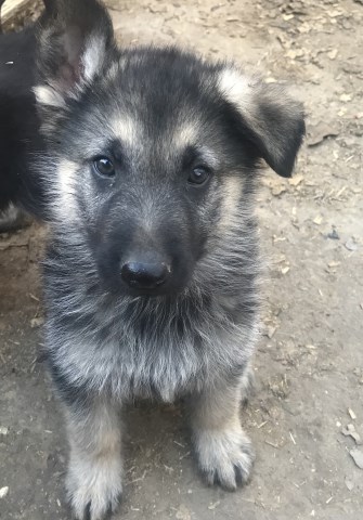 German Shepherd puppies