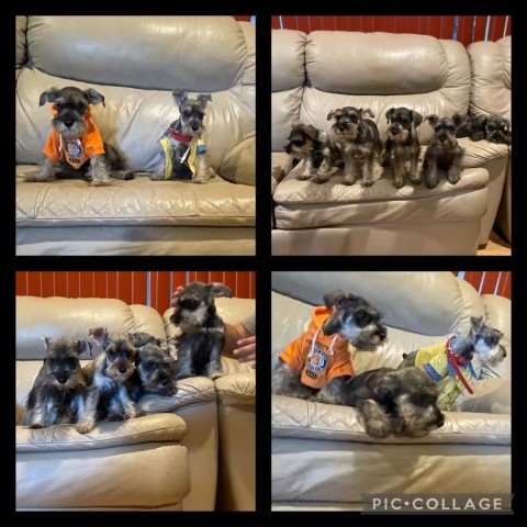 Mini Schnauzers for sale in west covina