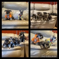 Mini Schnauzers for sale in west covina Miniature Schnauzer for sale/adoption