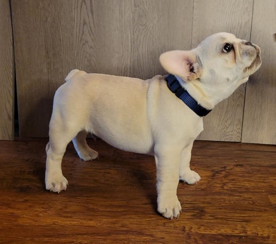 French Bulldog puppy for sale + 63308