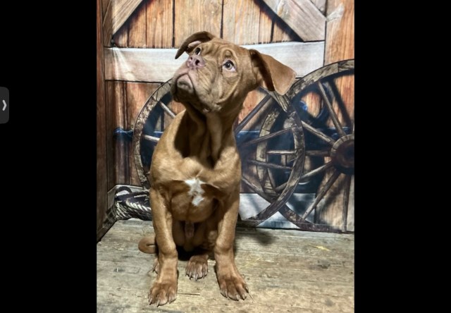 Dogue De Bordeaux puppy for sale + 67178