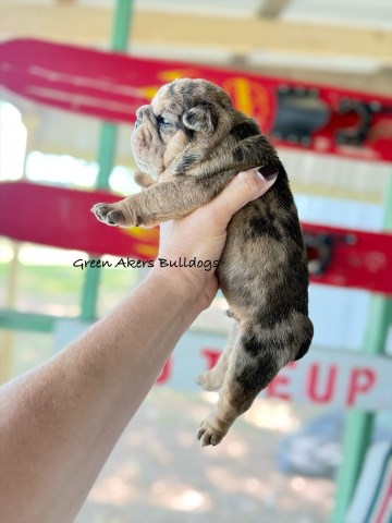 English Bulldog, M, Chocolate TWEED Merle, gen tested CLEAR