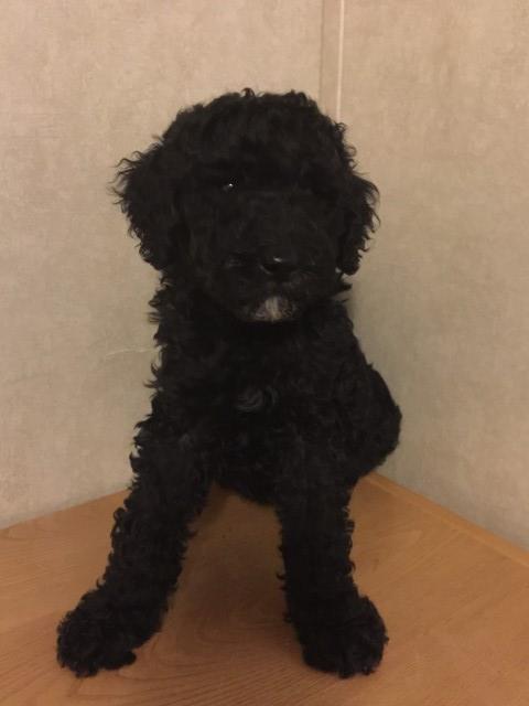 Goldendoodle puppy for sale + 59541