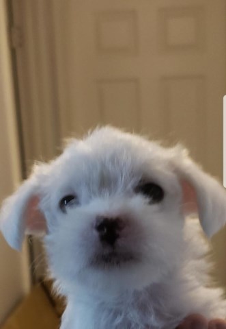Maltese puppy for sale + 53155