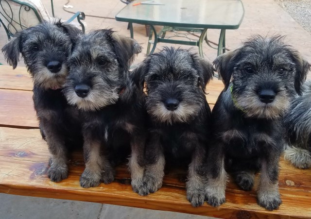 Standard Schnauzer Pups