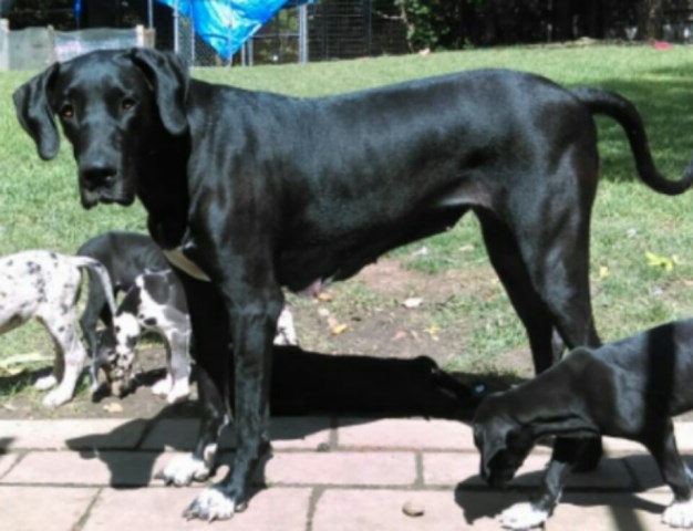 Great Dane puppy for sale + 48029