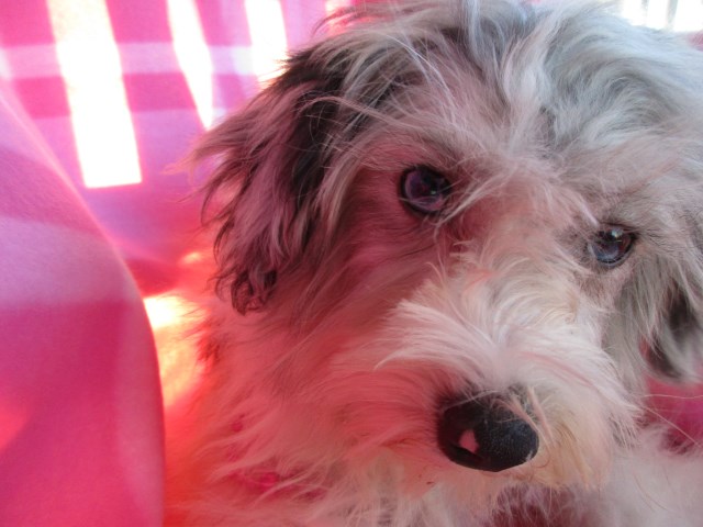 Blue Eyed Maltipoo Holistically Raised!  5 Year Health Guarantee!  Hypoallergenic!  Amazing w/Kids!