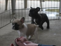 French Bulldog thumbnail