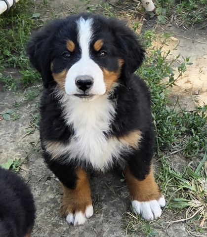 Bernese Mountain Dog puppy for sale + 67115