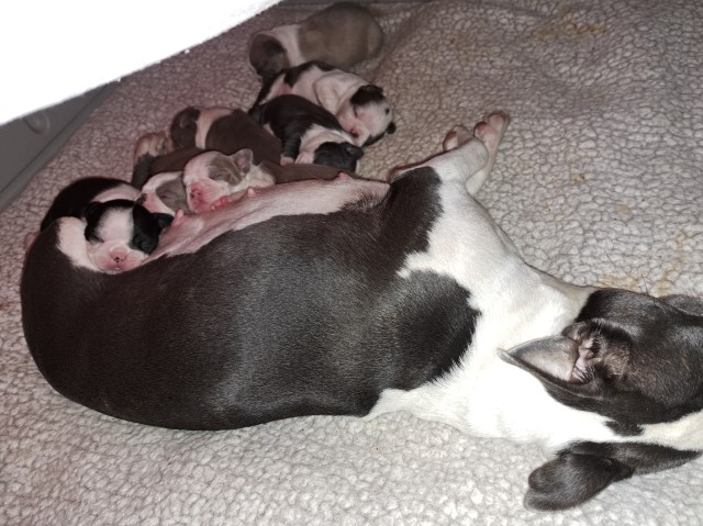 Boston Terrier puppy for sale + 66334