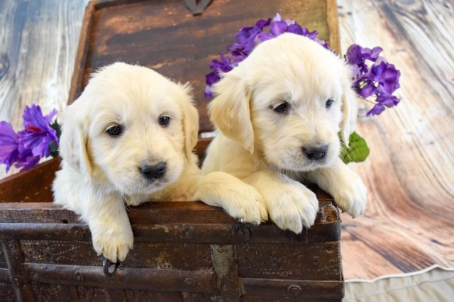 Golden Retriever puppy for sale + 51965