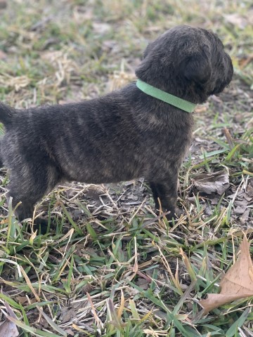 Cane Corso puppy for sale + 61364