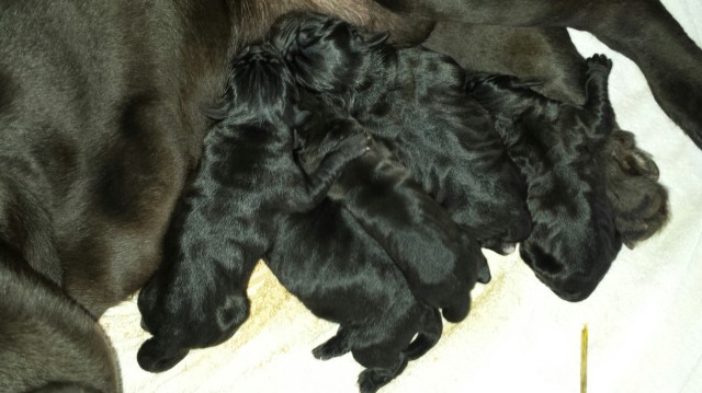 Italian mastiff