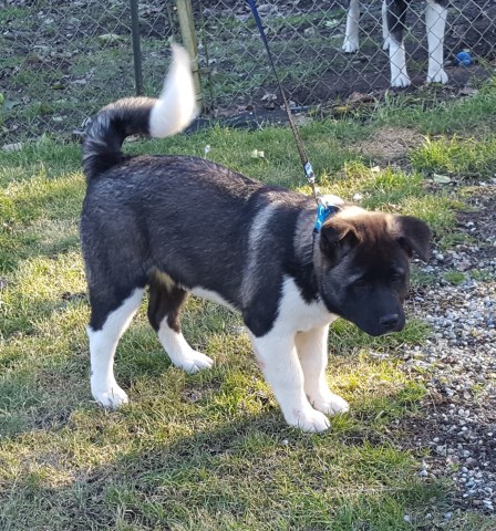 Akita puppy for sale + 55829