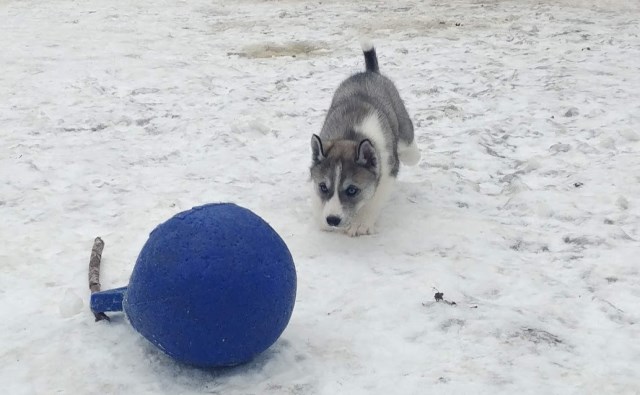 siberian husky puppy dog